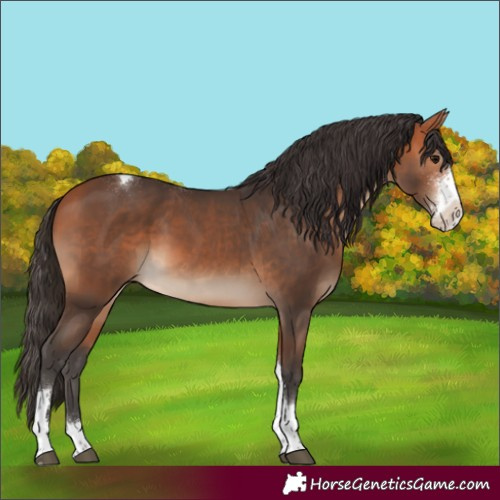 Horse Color:Bay Sabino Tobiano 