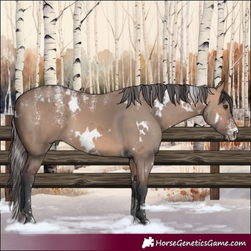 Horse Color:Powder White White Spotted Bay Dun Merle 