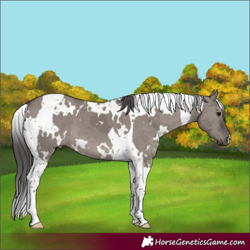 Horse Color:White Spotted Smoky Grullo Merle Tobiano 