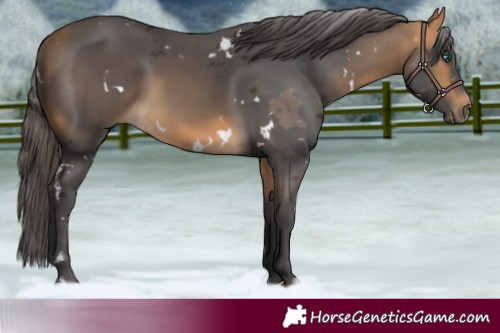 Horse Color:White Spotted Buckskin Merle 