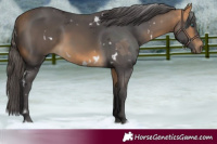 Horse Color:White Spotted Buckskin Merle 