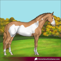 Horse Color:Unknown