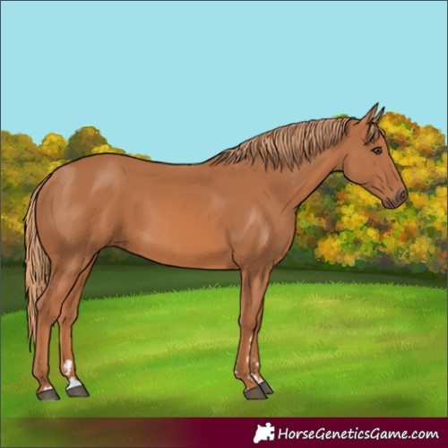 Horse Color:Chestnut 