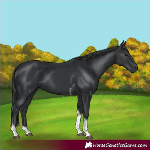 Horse Color:Black Tobiano 