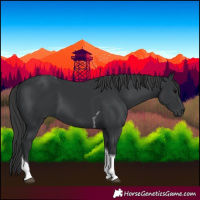 Horse Color:Black Tobiano 