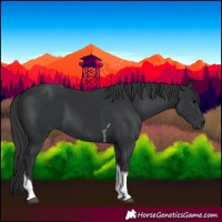 Horse Color:Black Tobiano 