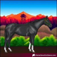 Horse Color:Black Tobiano