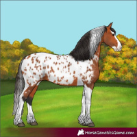 Horse Color:Bay Splash Tobiano Appaloosa  and Bay Splash Tobiano Appaloosa Rabicano 