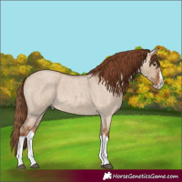 Horse Color:Red Dun Roan Splash Frame Rabicano