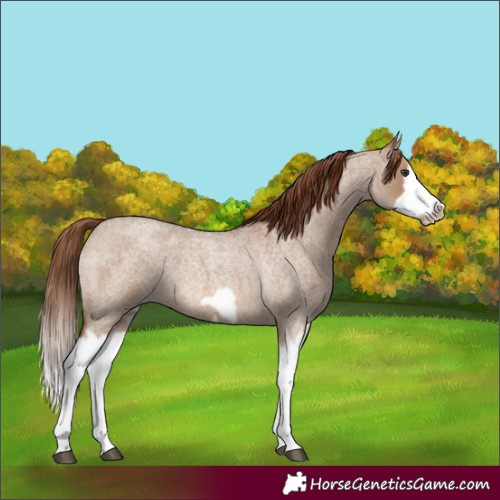 Horse Color:Red Dun Roan Splash Frame Rabicano 
