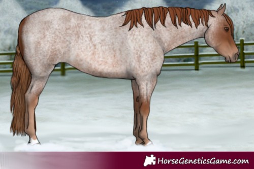 Horse Color:Red Roan 