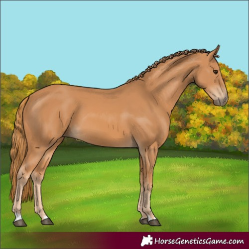 Horse Color:Unknown 