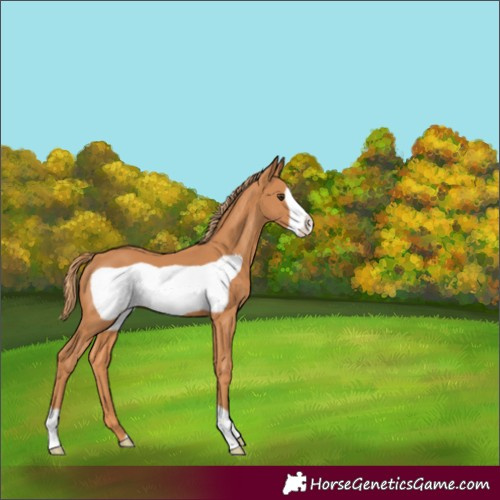 Horse Color:Chestnut Frame