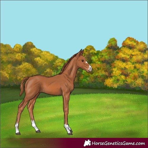 Horse Color:Chestnut 