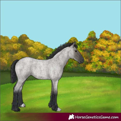 Horse Color:Grullo Roan