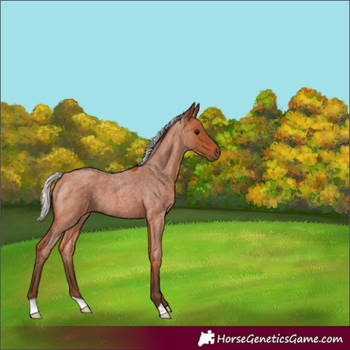 Horse Color:Unknown 
