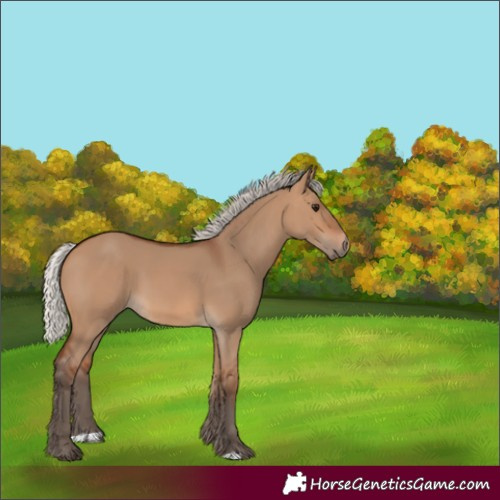 Horse Color:Unknown 