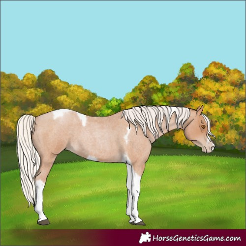 Horse Color:Silver Blue Roan Pearl Tobiano Frame 
