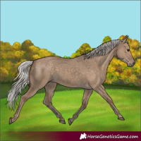 Horse Color:Silver Grullo 