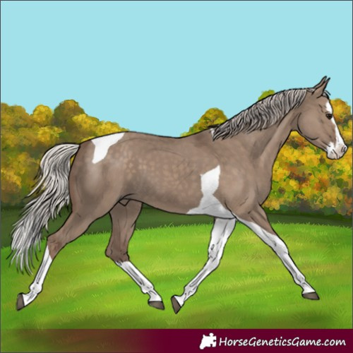 Horse Color:Silver Grullo Splash Tobiano