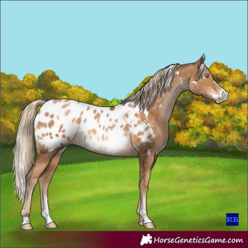 Horse Color:Gray White Spotted Chocolate Palomino Pearl Sabino Appaloosa Rabicano