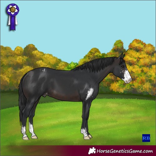 Horse Color:Brown Sabino Appaloosa 