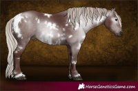 Horse Color:Gray White Spotted Chocolate Silver Black Rabicano 