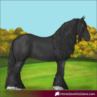 Horse Color:Black 