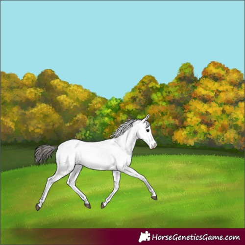 Horse Color:White Spotted Bay 