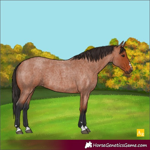 Horse Color:Bay Roan Rabicano 