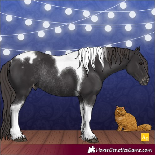 Horse Color:Smoky Black Tobiano Appaloosa Rabicano 