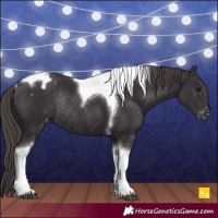 Horse Color:Smoky Black Tobiano Appaloosa Rabicano