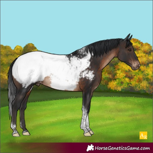 Horse Color:Brown Sabino Tobiano Appaloosa Rabicano