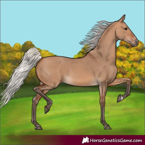 Horse Color:Silver Bay Dun 