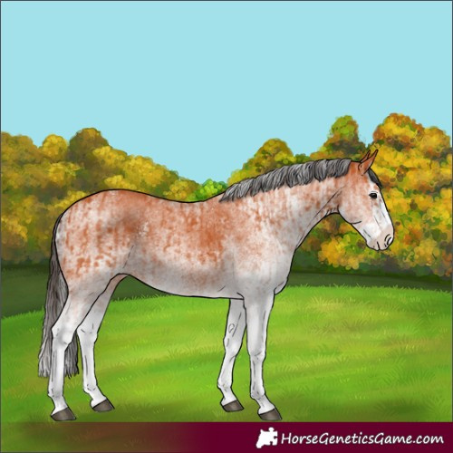 Horse Color:White Spotted Bay Splash  and White Spotted Bay Splash 
