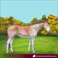 Horse Color:White Spotted Bay Splash  and White Spotted Bay Splash 