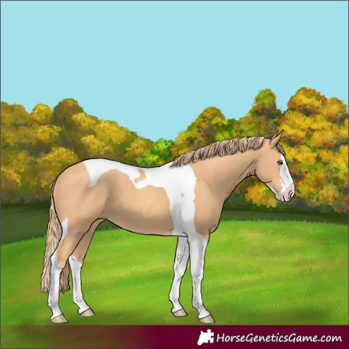 Horse Color:Gold Champagne Splash Tobiano