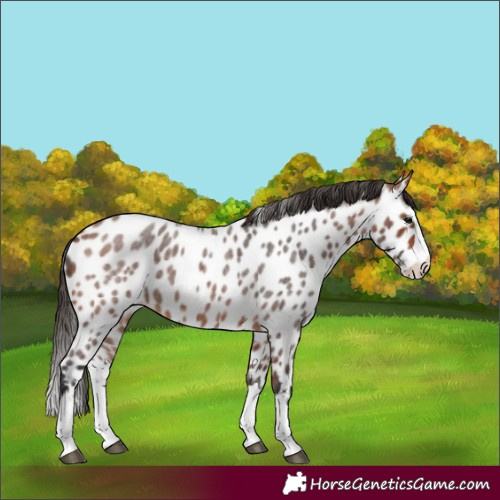 Horse Color:Bay Roan Splash Near Leopard