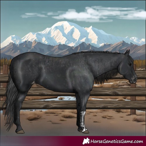 Horse Color:Black  and Black Varnish 