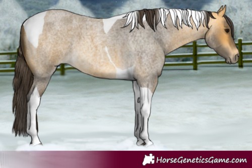 Horse Color:Buckskin Roan Tobiano 