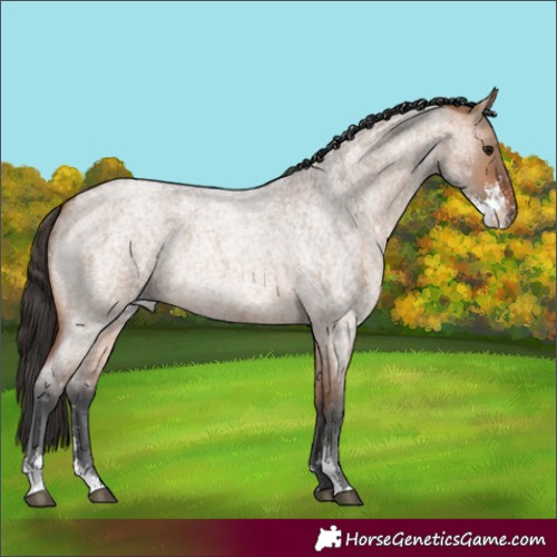 Horse Color:Bay Roan Dun Sabino