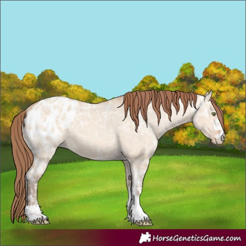 Horse Color:Amber Champagne Ice Dun Appaloosa 