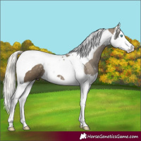 Horse Color:Silver Smoky Black Splash Tobiano 