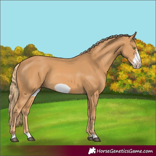 Horse Color:Chestnut Frame 