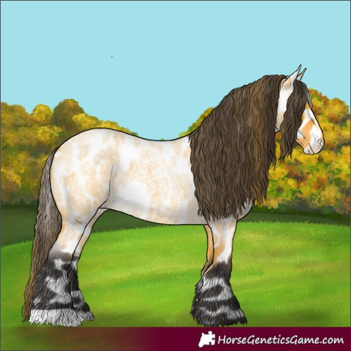 Horse Color:Buckskin Roan Appaloosa