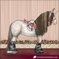 Horse Color:Buckskin Roan Appaloosa 