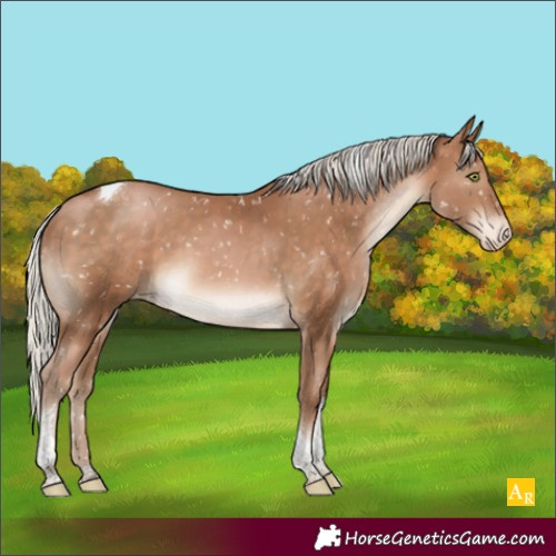 Horse Color:Silver Brown Pearl Tobiano Appaloosa 