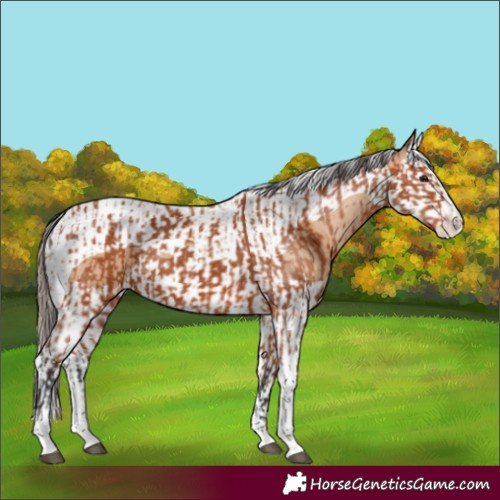 Horse Color:Bay Splash Tobiano Appaloosa  and Amber Champagne Splash Tobiano Appaloosa 