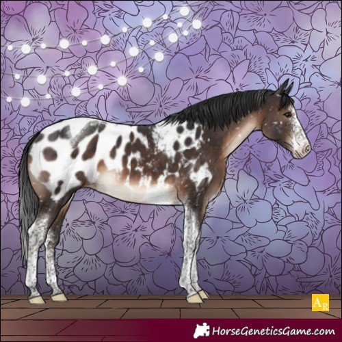 Horse Color:Brown Sabino Tobiano Appaloosa