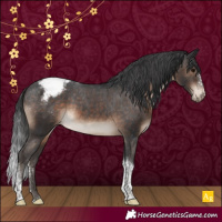 Horse Color:Brown Sabino Tobiano Appaloosa Rabicano 